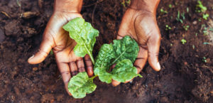 Two hands gently hold small green leafy plants with water droplets on them. The background shows dark, rich soil, suggesting a gardening or planting scene.