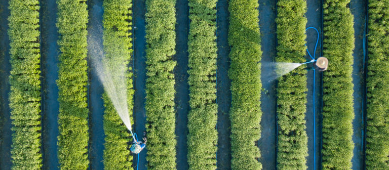 Aerial top view of farmers watering vegetable using hose in the garden that planted in row for agricultural usage