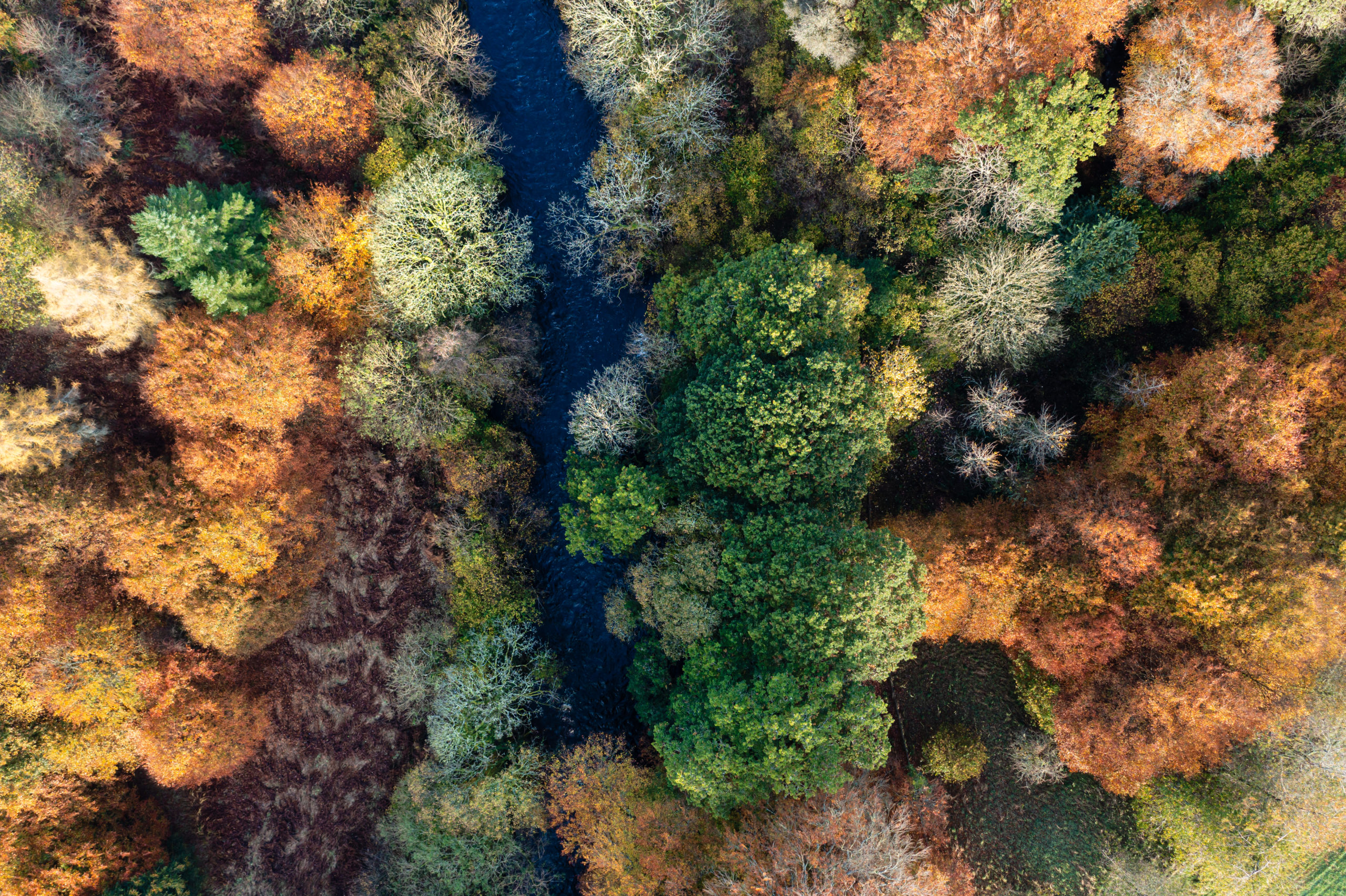 ilmakuva syksyisestä metsästä