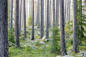 Metsä ja puut