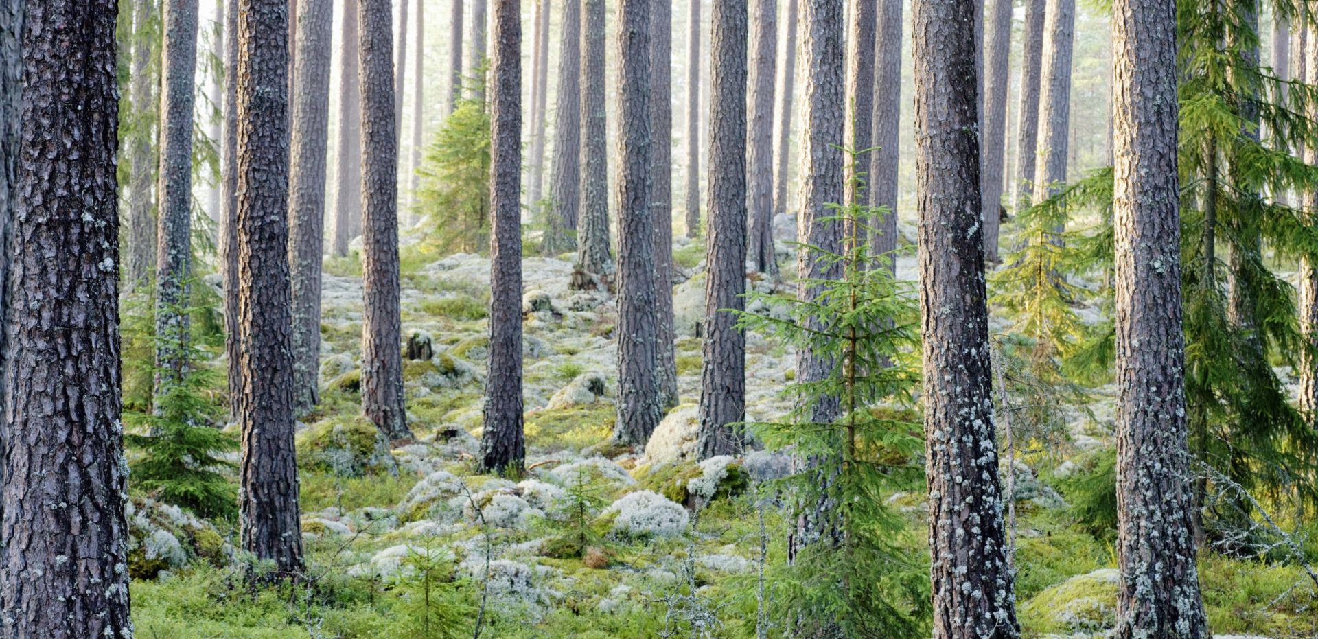 Metsä ja puita