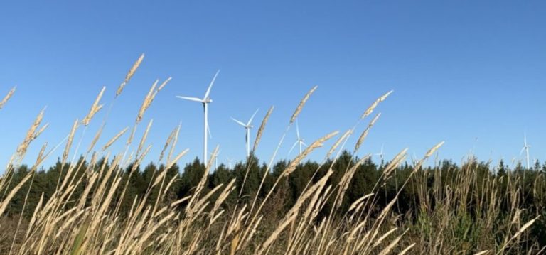 Tuulivoimala kesäisellä pellolla