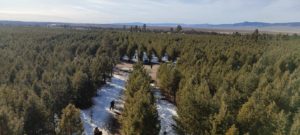 Forest in Mongolia pictured from the air.