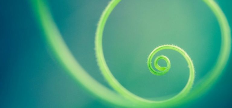 Close-up of a green spiral tendril set against a blurred teal background. The tendril is delicate and forms a tight, elegant coil, creating a sense of natural symmetry and tranquility.