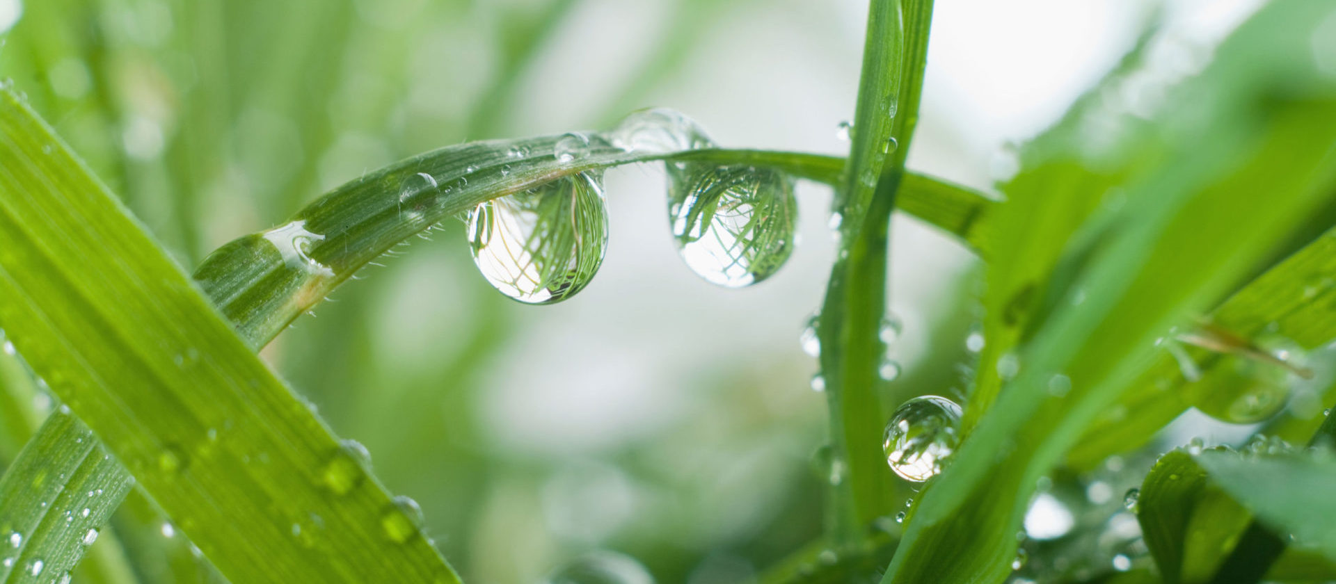Water droplets on a plant